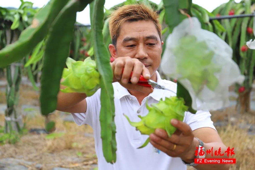 黄皮火龙果！你见过吗？福州有了！