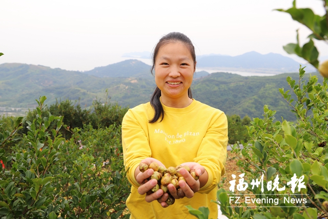 连江儒洋村3500亩油茶丰收