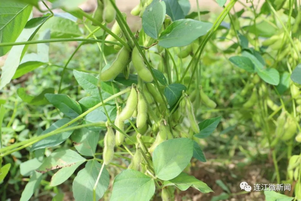 毛豆变“金豆”！连江1600亩秋毛豆喜丰收