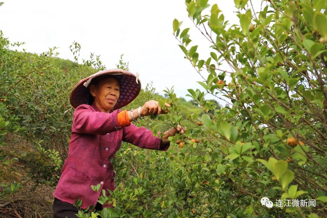 3500亩油茶香飘儒洋村！