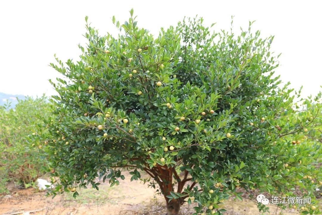 3500亩油茶香飘儒洋村！