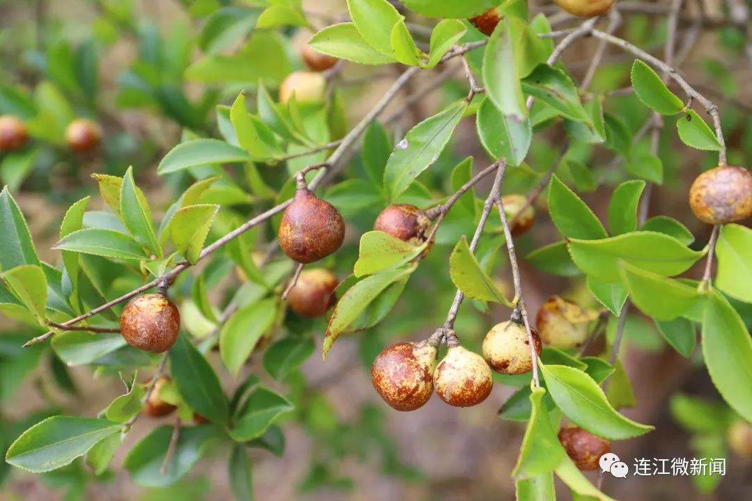 3500亩油茶香飘儒洋村！