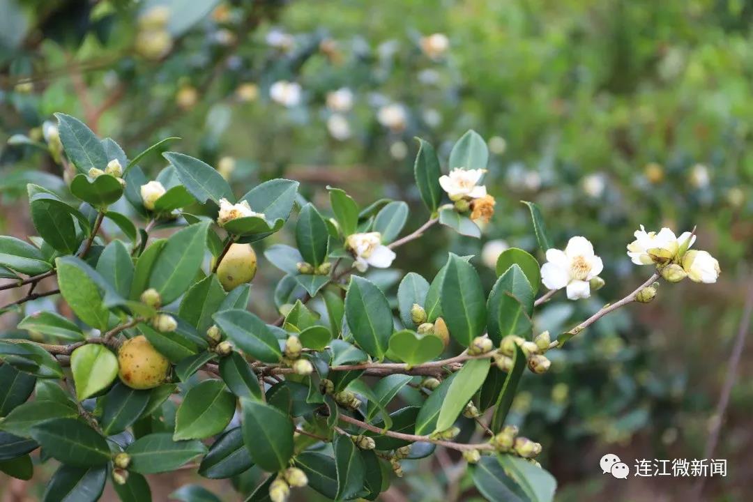 3500亩油茶香飘儒洋村！