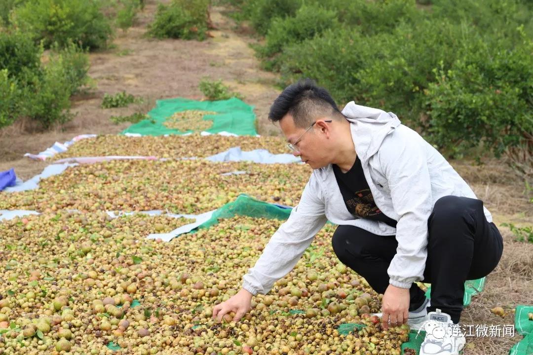3500亩油茶香飘儒洋村！