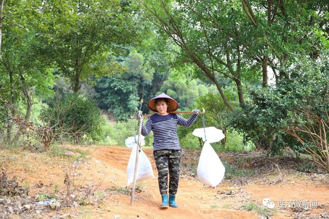 3500亩油茶香飘儒洋村！