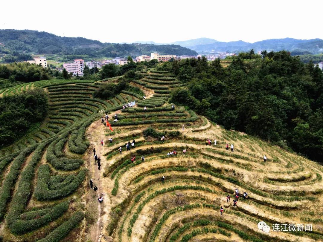 今天，这群少年打卡茶山！