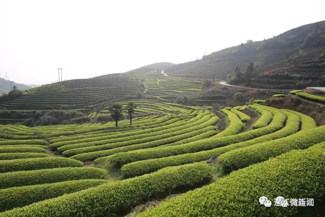 今天，这群少年打卡茶山！