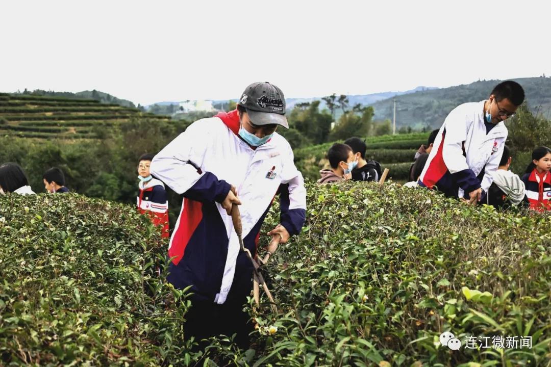 今天，这群少年打卡茶山！