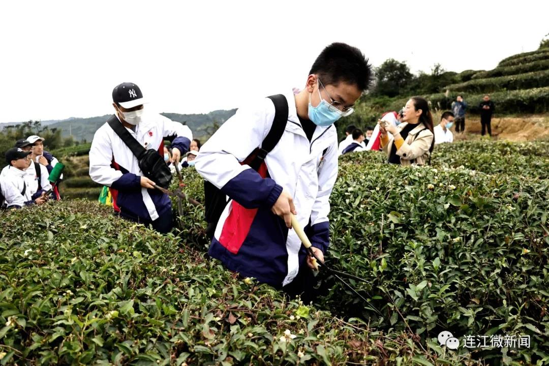 今天，这群少年打卡茶山！