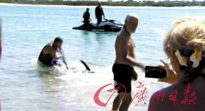 保罗擒鲨鱼救人的现场。 