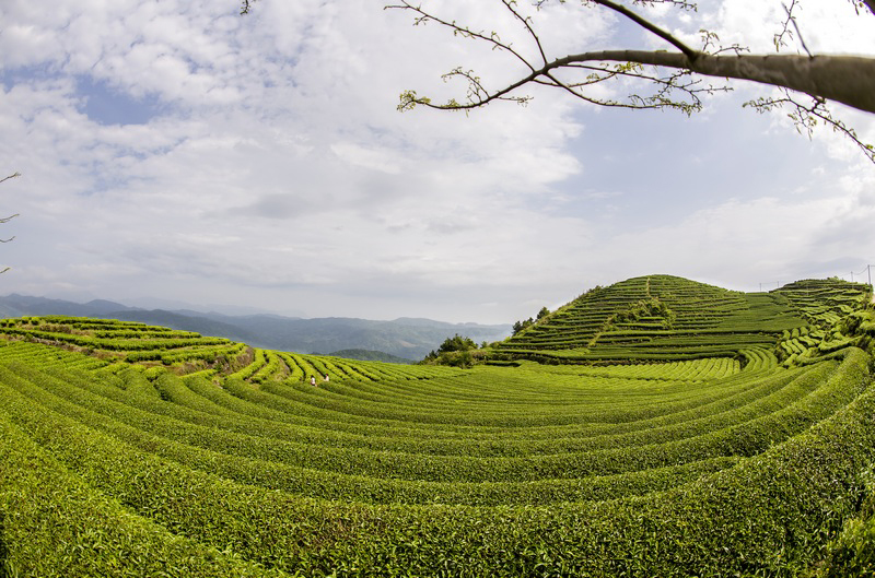 《茶园风光》