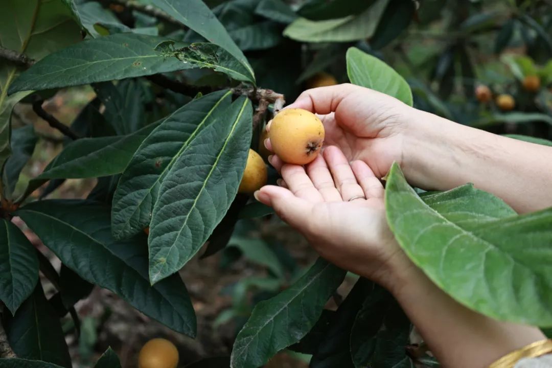 馋！正大量上市！连江这里“甜蜜暴击”