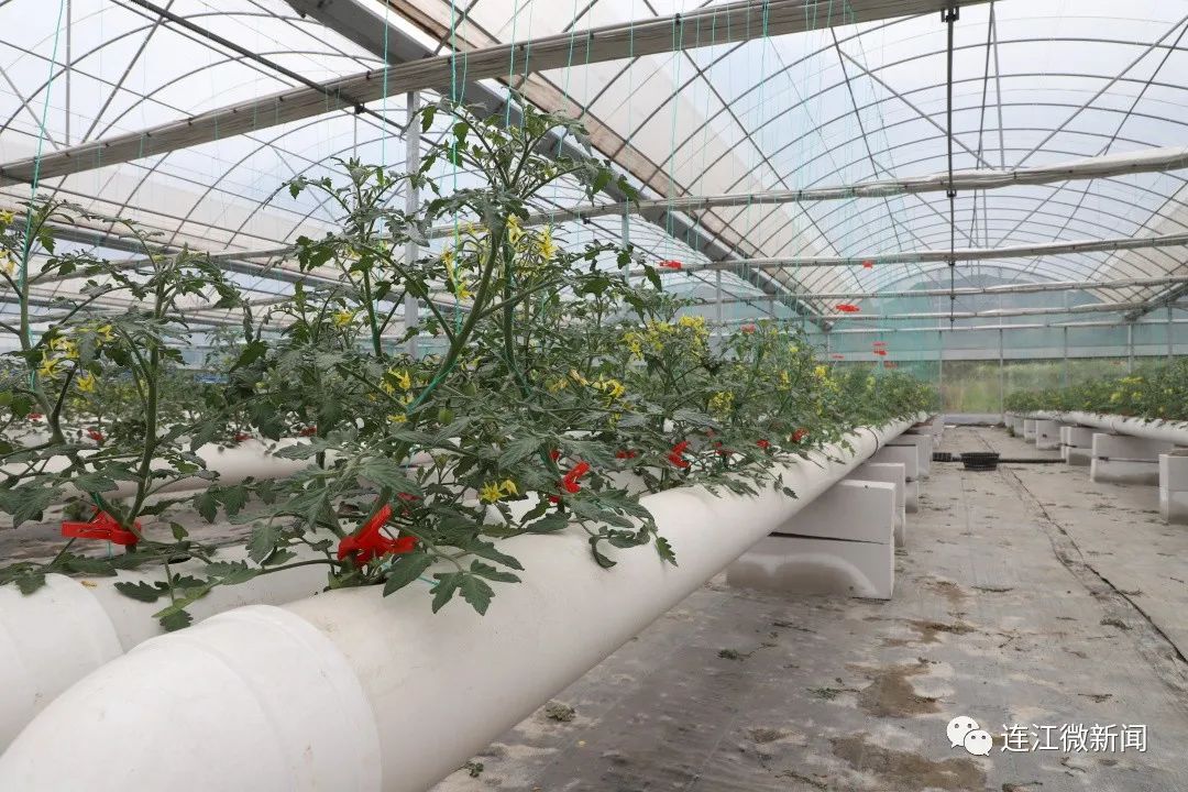 绝！连江番茄“水上漂”！