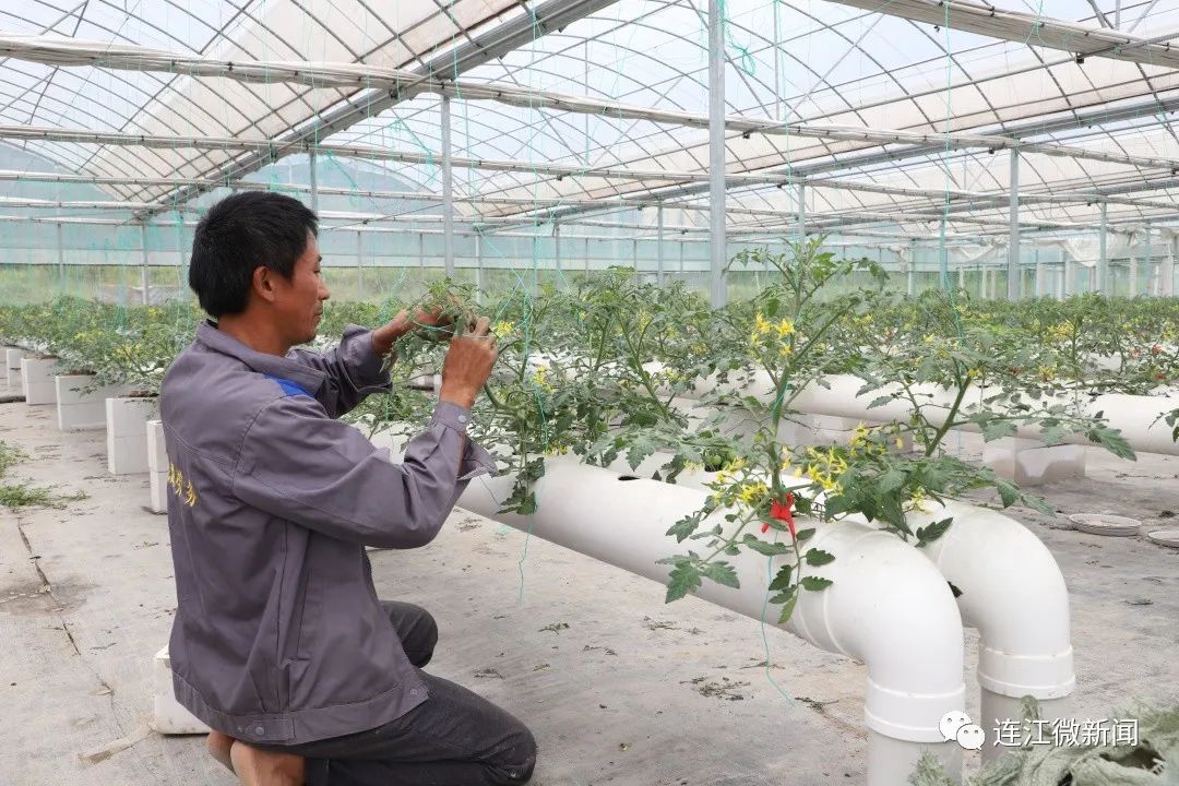 绝！连江番茄“水上漂”！
