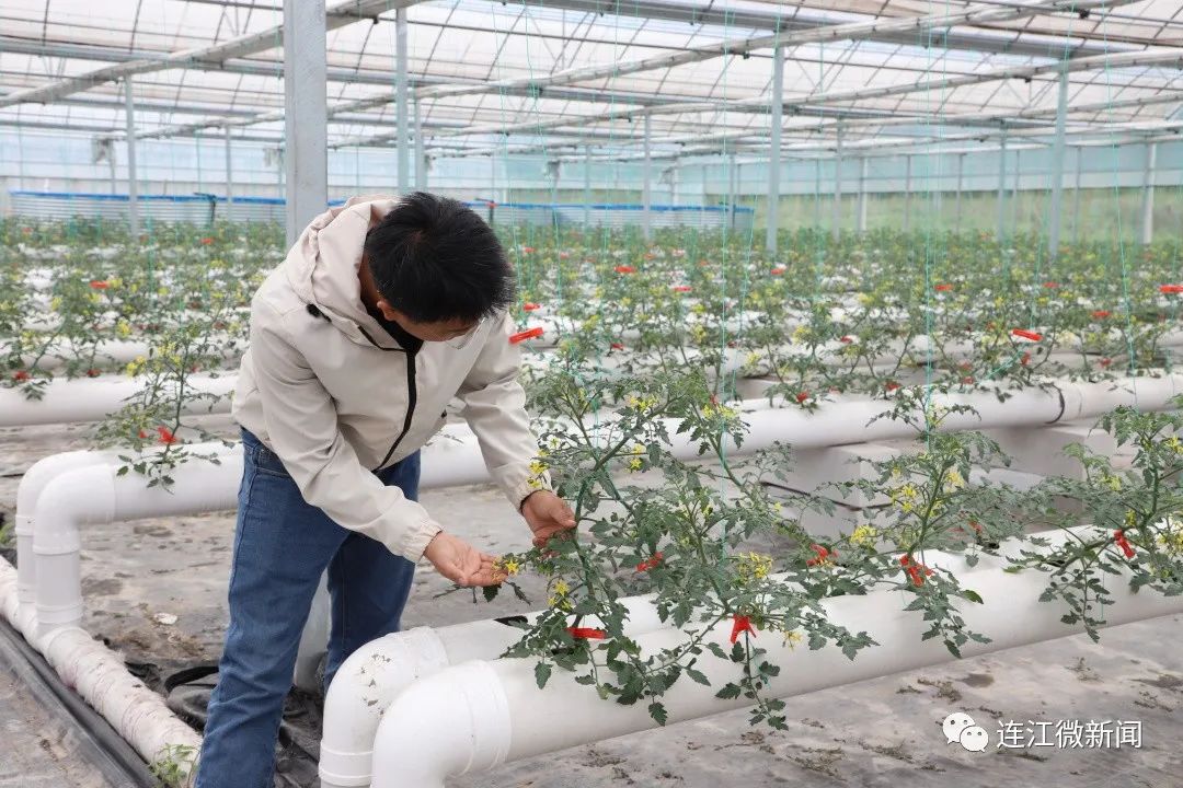 绝！连江番茄“水上漂”！