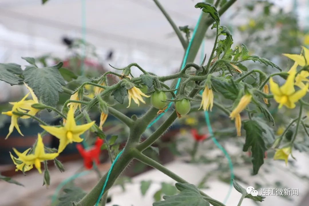 绝！连江番茄“水上漂”！
