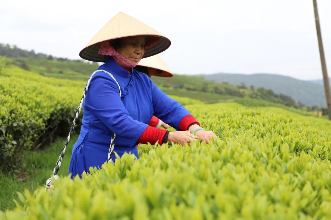 一“叶”致富！连江这里有个“茶二代”！