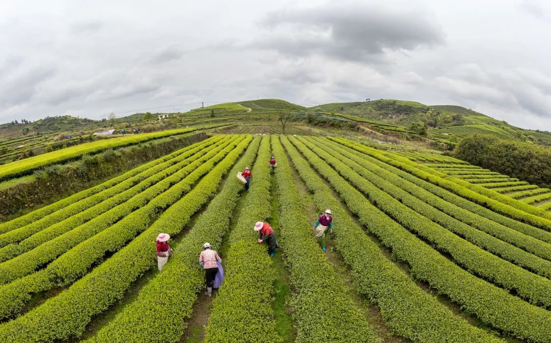 一“叶”致富！连江这里有个“茶二代”！