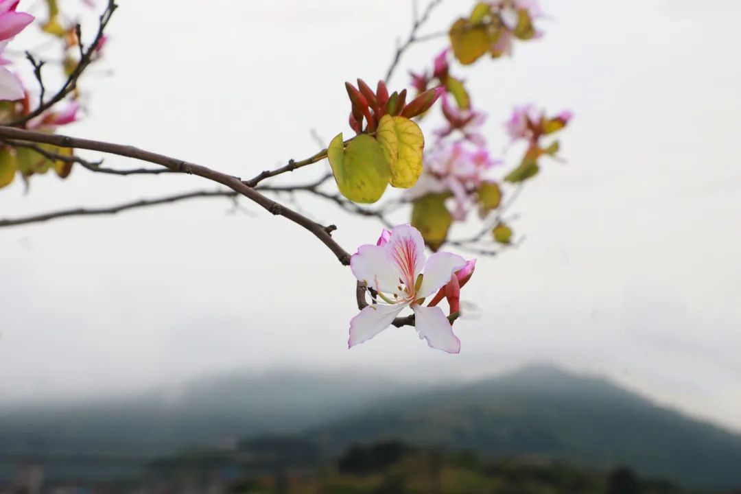 绝美！春到连江，花开正盛！