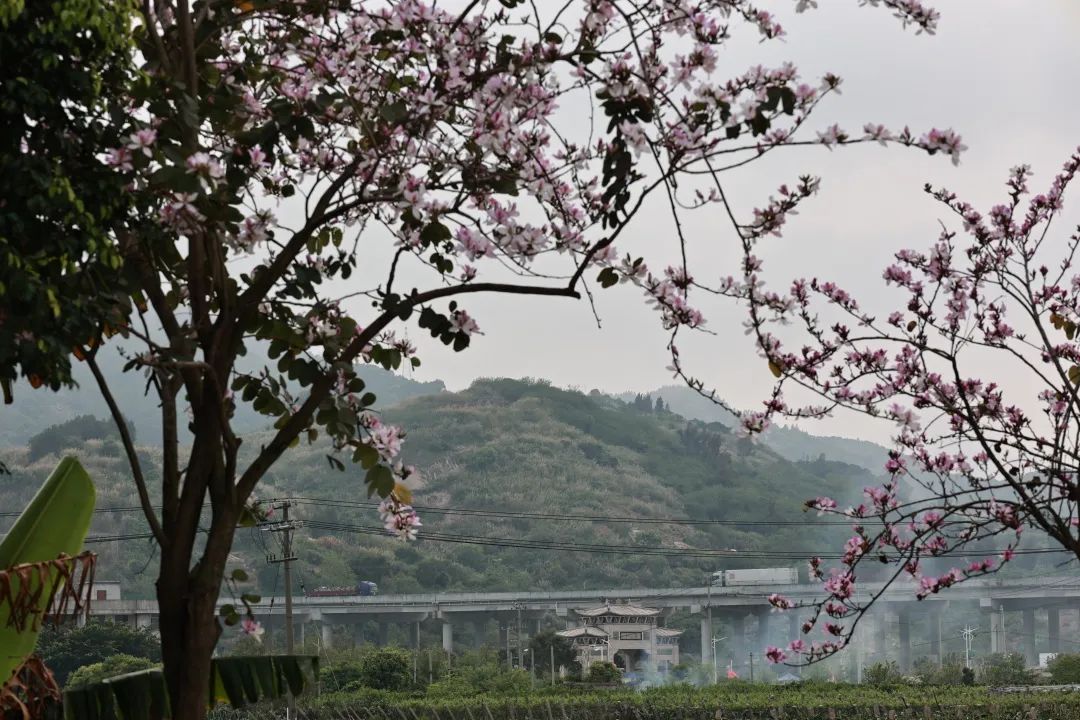 绝美！春到连江，花开正盛！