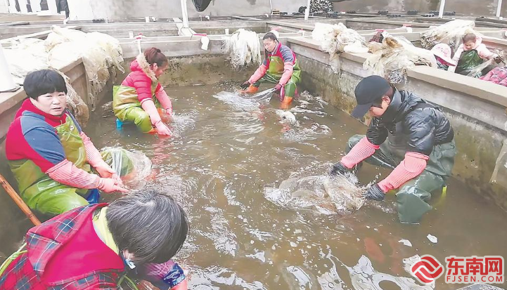 打造水产种业“福建芯”