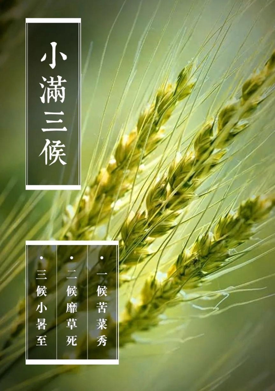 【网络中国节•小满】麦粒渐满向新生