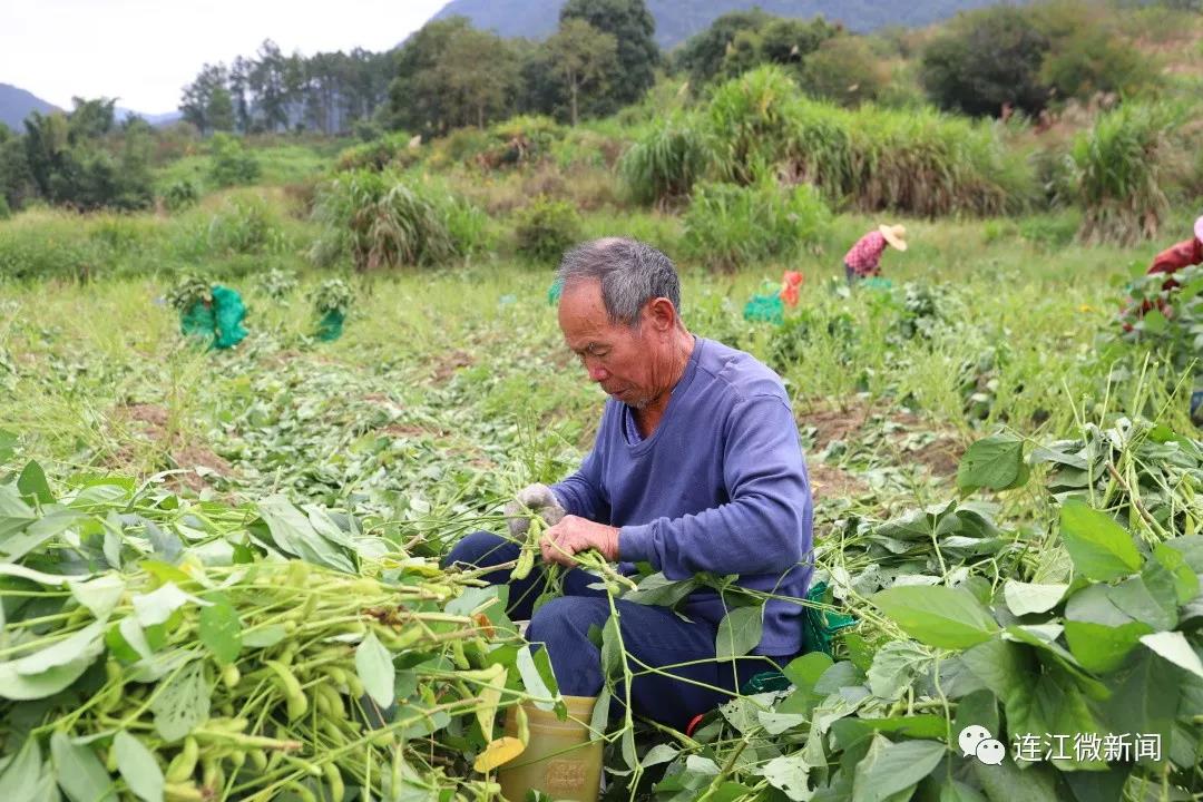 毛豆变“金豆”！连江1600亩秋毛豆喜丰收