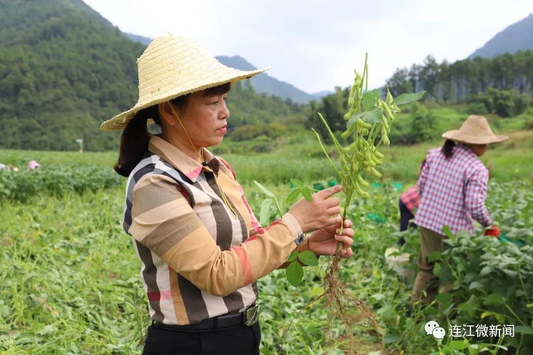 毛豆变“金豆”！连江1600亩秋毛豆喜丰收