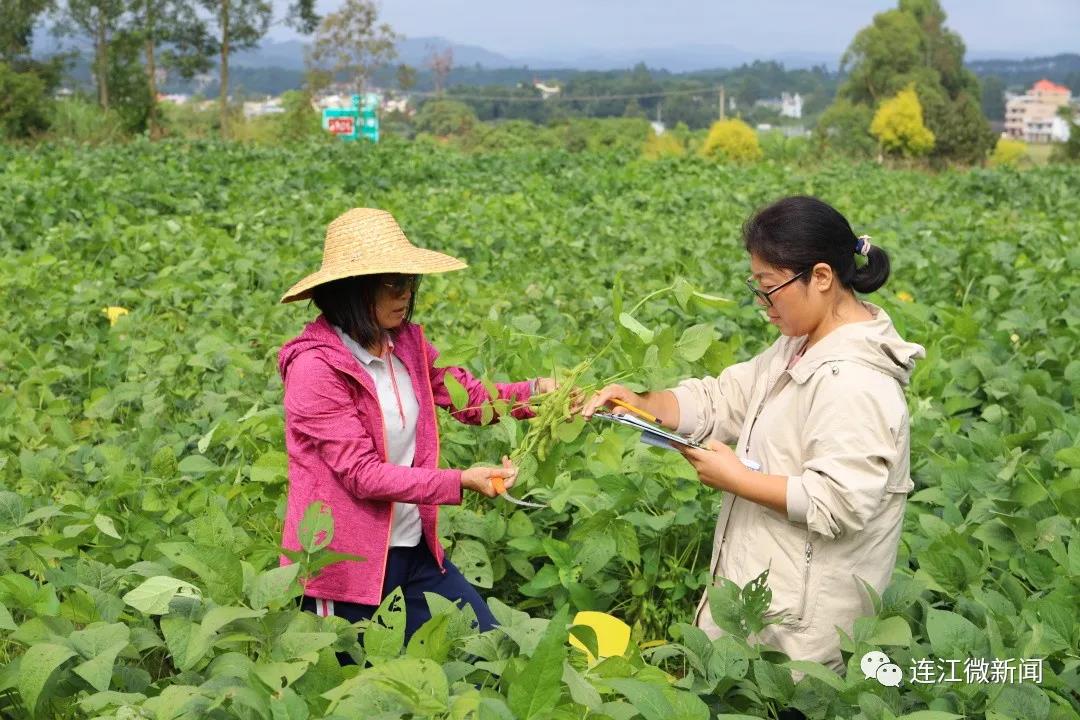 毛豆变“金豆”！连江1600亩秋毛豆喜丰收