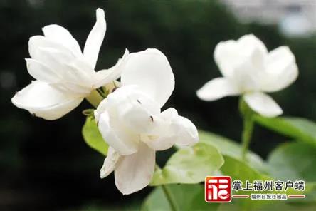 重磅规划！涉及连江！