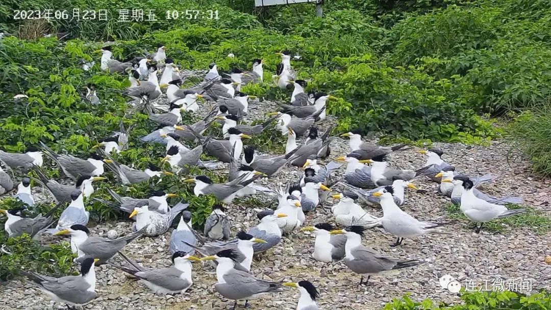 创纪录！“神话之鸟”再现连江