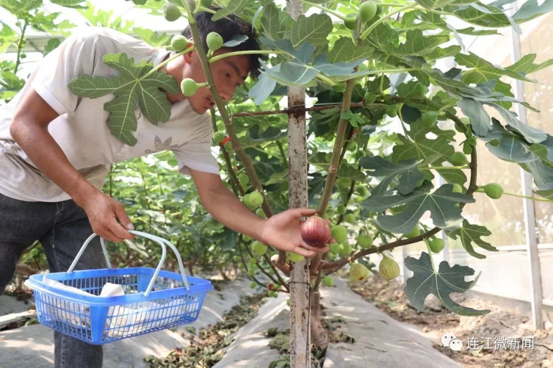 “网红”水果！连江大量上市！