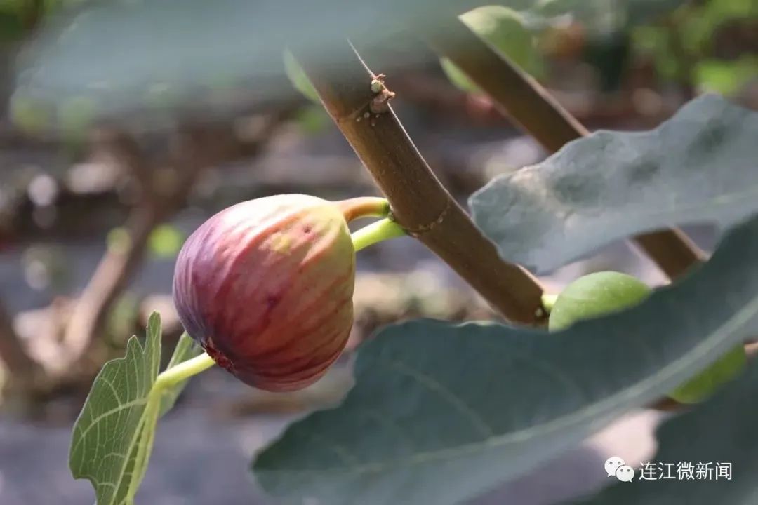 “网红”水果！连江大量上市！