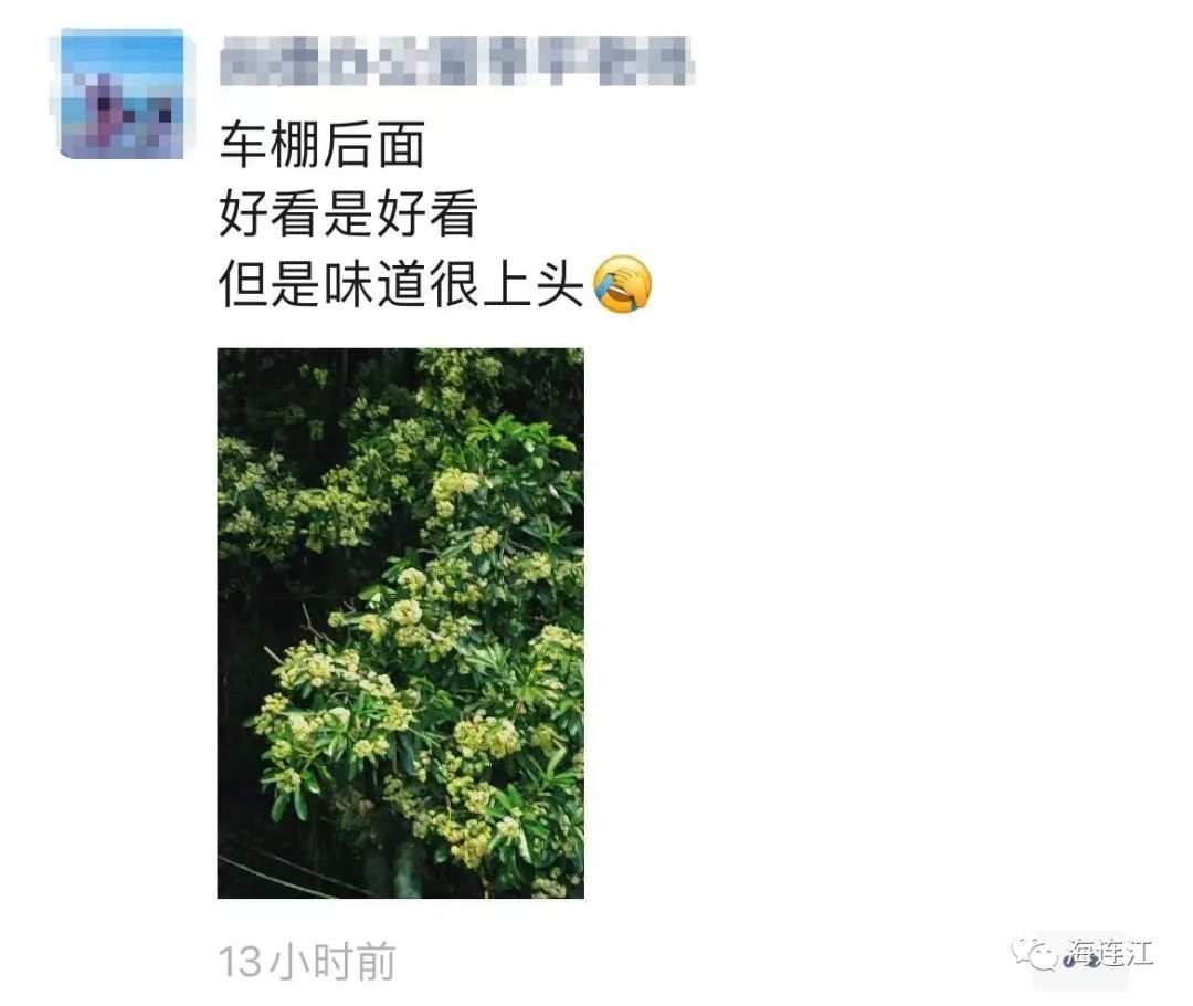 夜来“香”！连江人纷纷掩鼻……