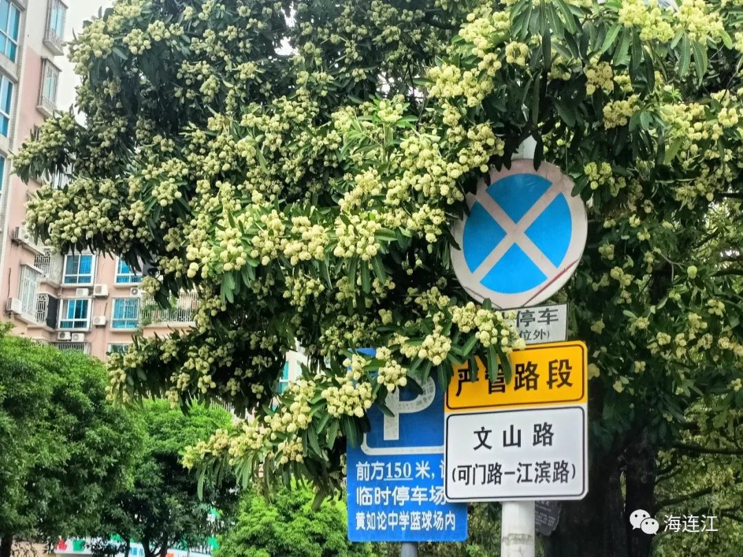 夜来“香”！连江人纷纷掩鼻……