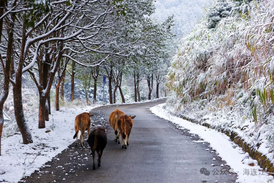 美翻了！连江又一波雪景大片“上新”！