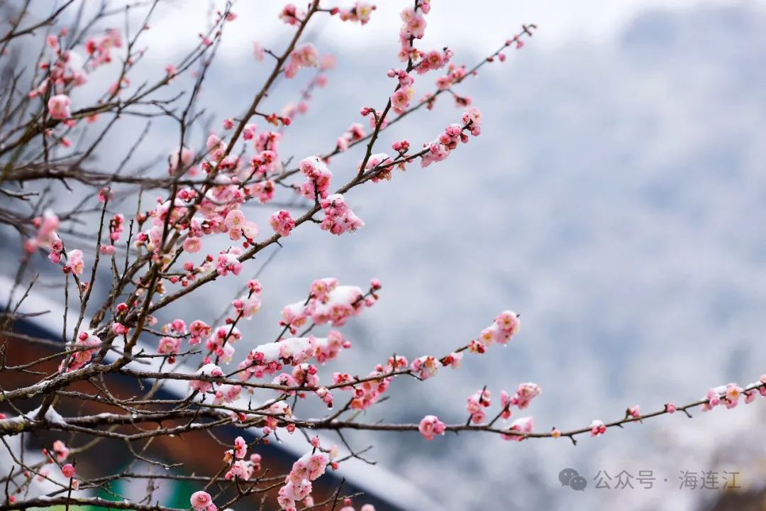 美翻了！连江又一波雪景大片“上新”！