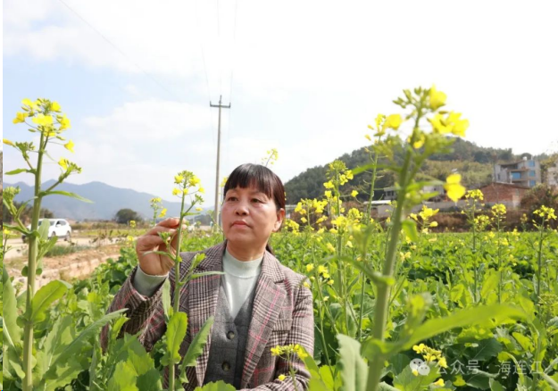 显身手！连江“田秀才”种出“芯”沃土