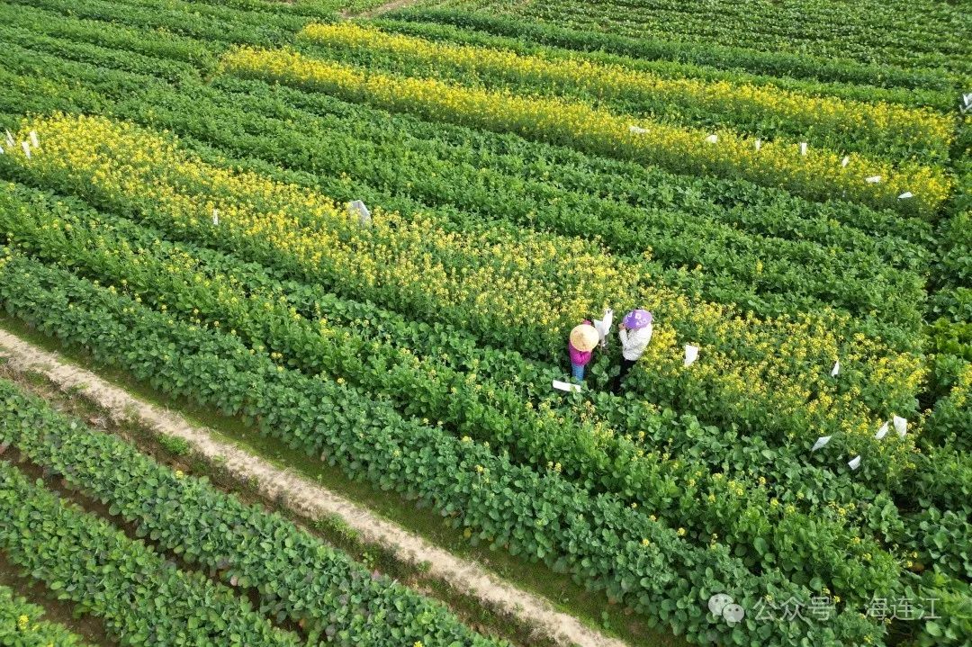 显身手！连江“田秀才”种出“芯”沃土