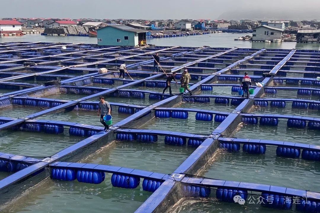 3000万尾！连江“鱼宝宝”繁育成功！