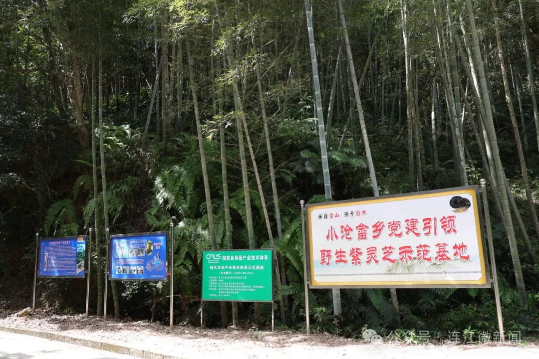 “芝”气东来！连江这片“伞”喜迎丰收