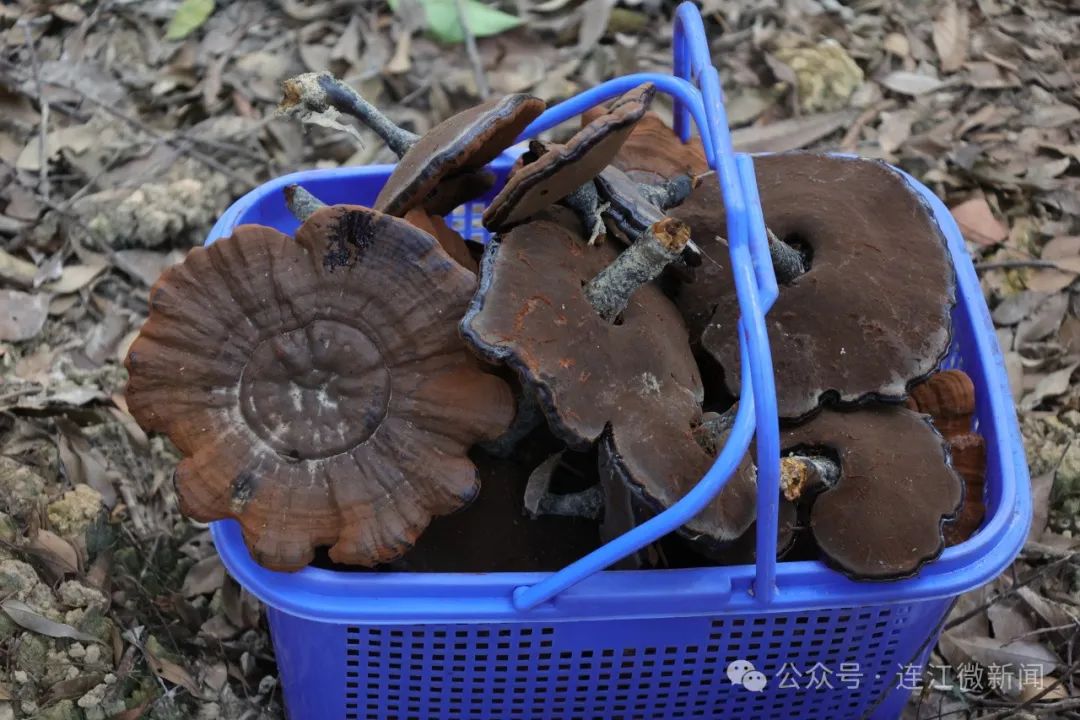 “芝”气东来！连江这片“伞”喜迎丰收