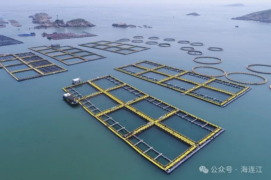 肥美上市！连江“贵鱼”喜迎丰收
