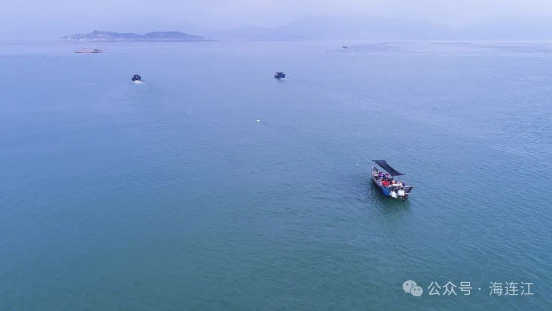 晶莹剔透，连江这道小海鲜大量上市中