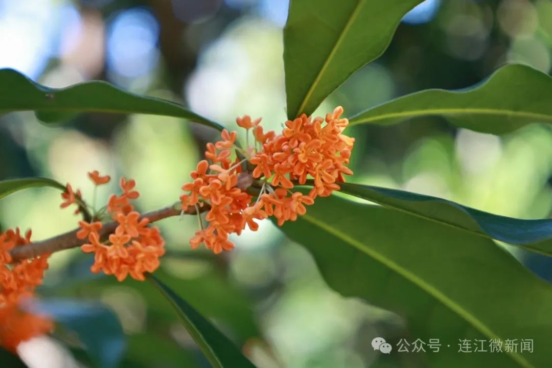 太美！太香！连江今秋的桂花开了