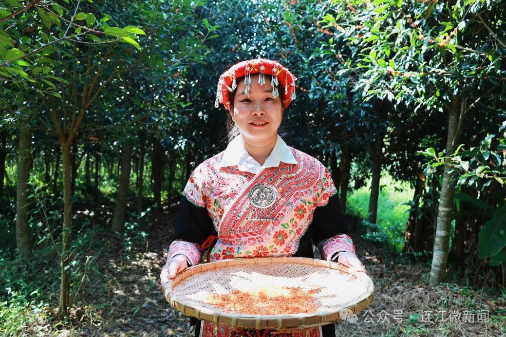 太美！太香！连江今秋的桂花开了