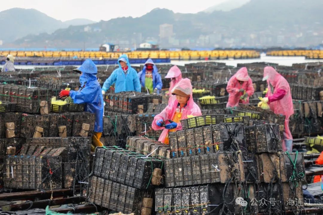 2300万粒！连江海上“冬耕”忙！
