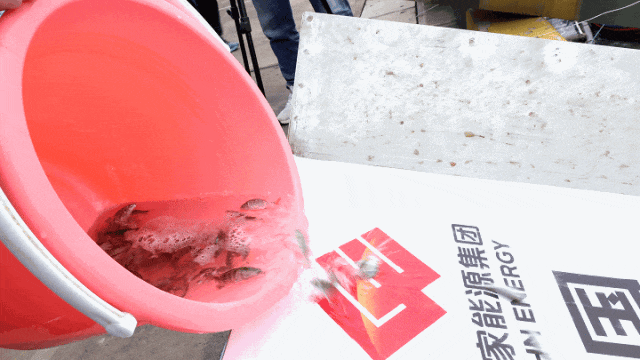今天，连江迎来52万尾新“住户”！