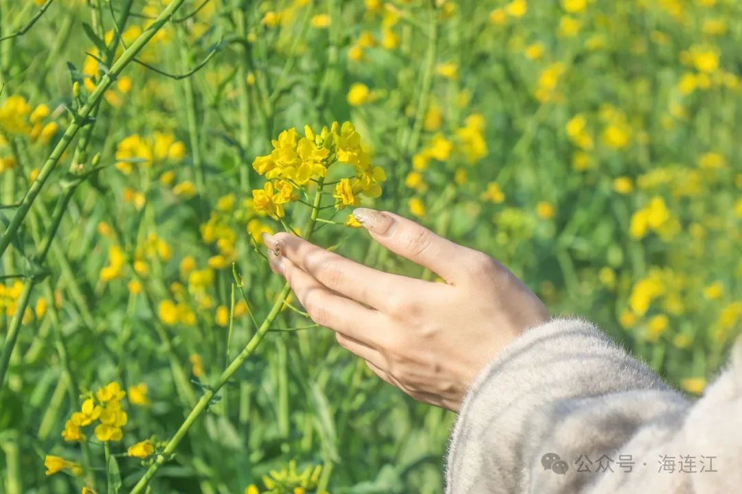 快来打卡！连江这里花开美如画！