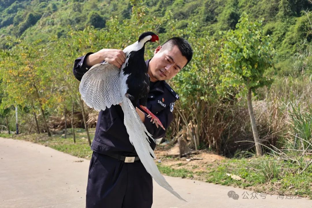 围观！连江一小区惊现“白凤凰”！